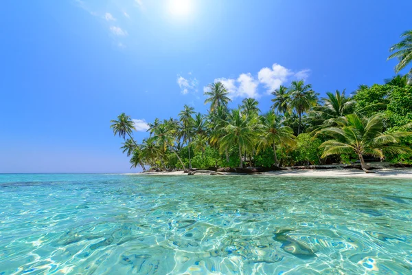 Пальмовый пляж — стоковое фото