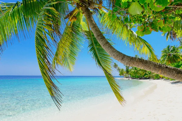 Palmiye ağacı beach — Stok fotoğraf