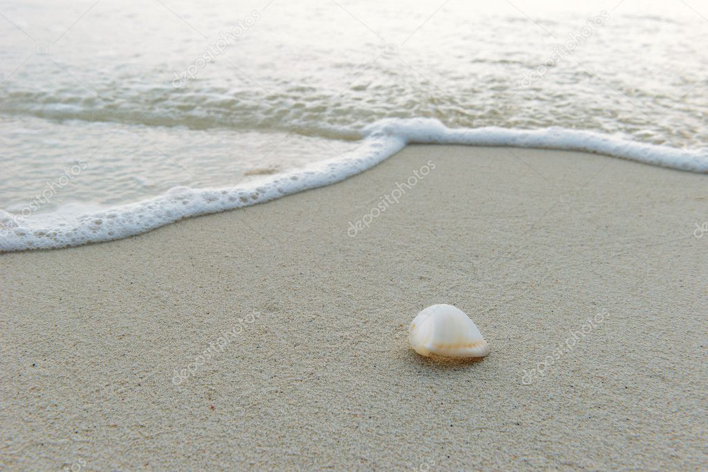 Sea shell at the beach