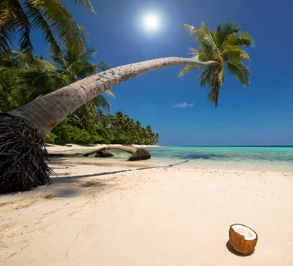 Playa de coco — Foto de Stock