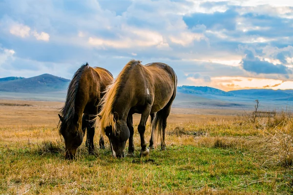 Marching two horses — Stock Photo, Image