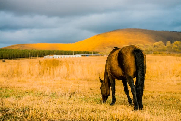 Grazing horses — Stock Photo, Image