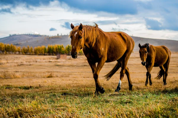 Marchando dois cavalos Imagens Royalty-Free