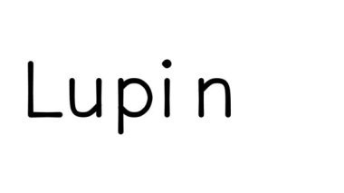 Lupinus Çeşitli Sans-Serif Yazı Tipleri ve Ağırlıkları ile Metin CanlandırmasıName