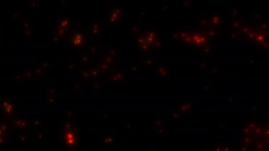 Hareketli Kırmızı Ateşböcekleri Ateş Sinekleri Hareketleri