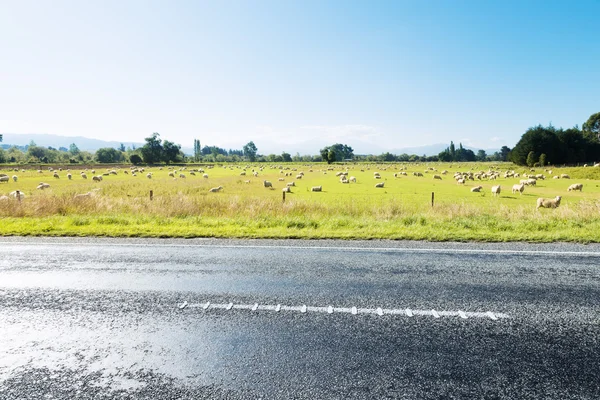 Asphaltstraße und schöne Wiesenlandschaft — Stockfoto