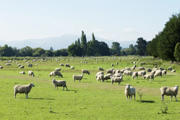 Beautiful meadow with sheep — Stock Photo, Image