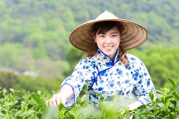 asian girl picking tea leaf