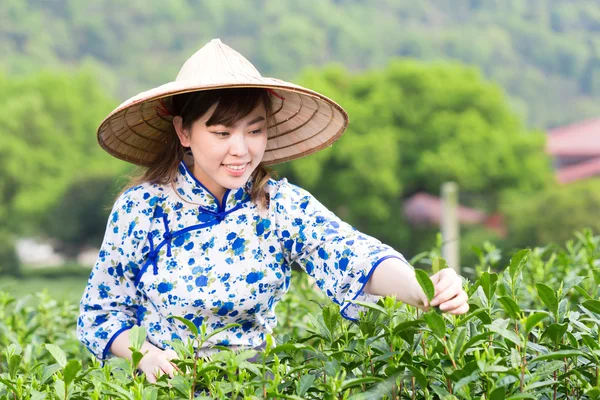 asian girl picking tea leaf