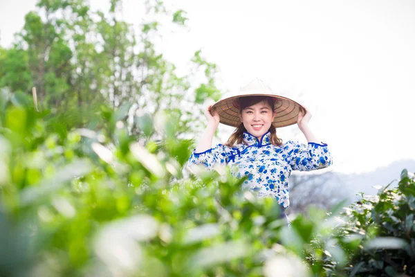 Asiatico ragazza raccolta tè foglia — Foto Stock