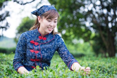 Asyalı kız yeşil çay plantasyon içinde çalışma