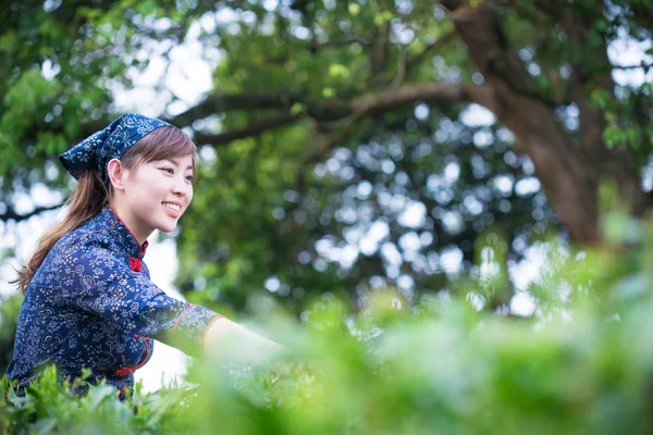 Asiatico ragazza working in verde tea plantation — Foto Stock