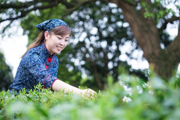 Asiatico ragazza working in verde tea plantation — Foto Stock