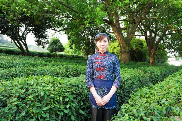 Chica asiática trabajando en plantación de té verde — Foto de Stock