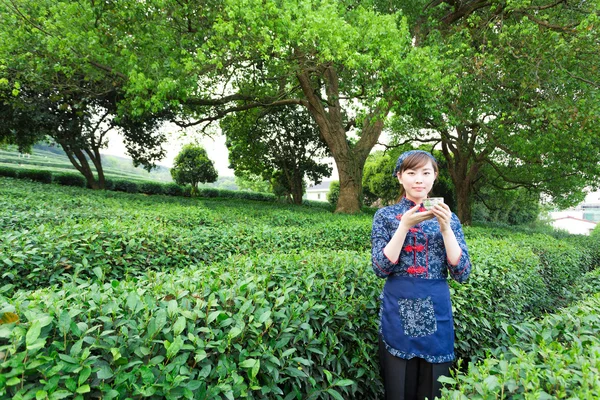 Chica asiática sostiene taza en plantación de té — Foto de Stock