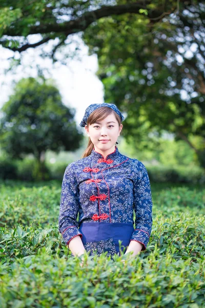 Ragazza asiatica lavora in piantagione di tè — Foto Stock