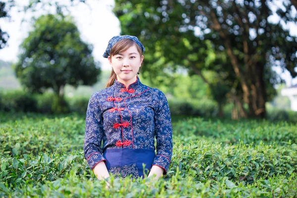 Chica asiática trabaja en plantación de té — Foto de Stock