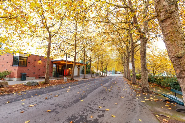 Пустая Дорога Которой Опавшие Листья Покрывают Лес Осенью — стоковое фото