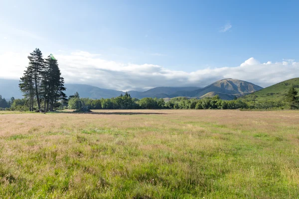 Pasture in zonnige zomerdag in Nieuw-Zeeland — Stockfoto