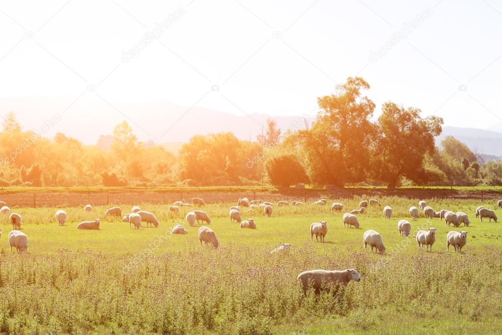 pasture with animals in summer sunny day