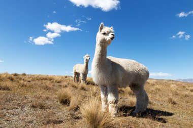 Yeni Zelanda'da hayvanlarla çayıra