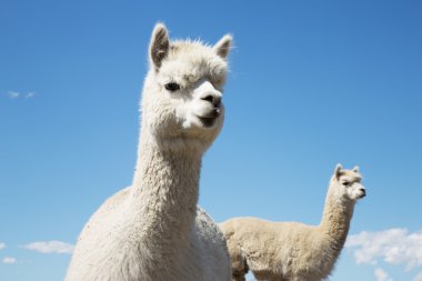 Yeni Zelanda'da hayvanlarla çayıra