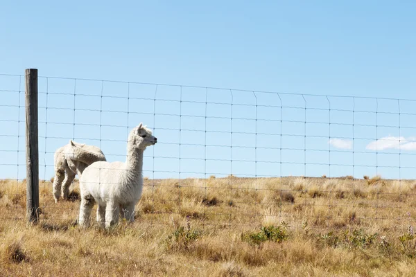 ニュージーランドの動物と牧草地します。 — ストック写真