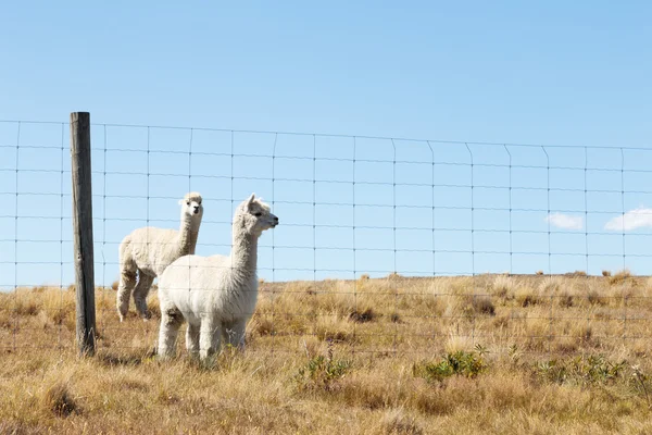 Pastos Con Animales Verano Día Soleado Nueva Zelanda — Foto de Stock