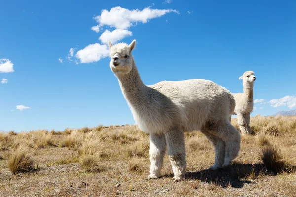 Yeni Zelanda'da hayvanlarla çayıra