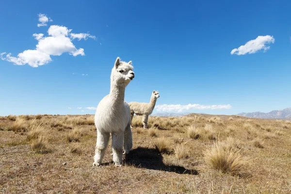 Pasture with animals in New Zealand — Stock Photo, Image