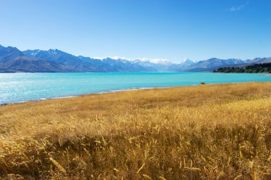 Yeni Zelanda'da lake yakınındaki çayır