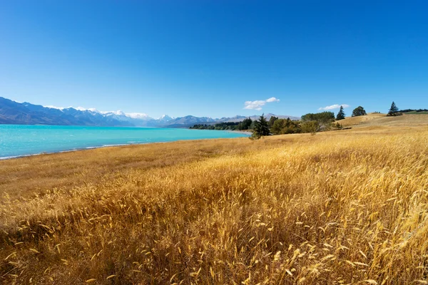Yeni Zelanda'da lake yakınındaki çayır