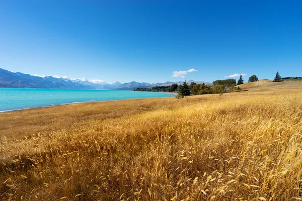 Louka u jezera na Novém Zélandu — Stock fotografie