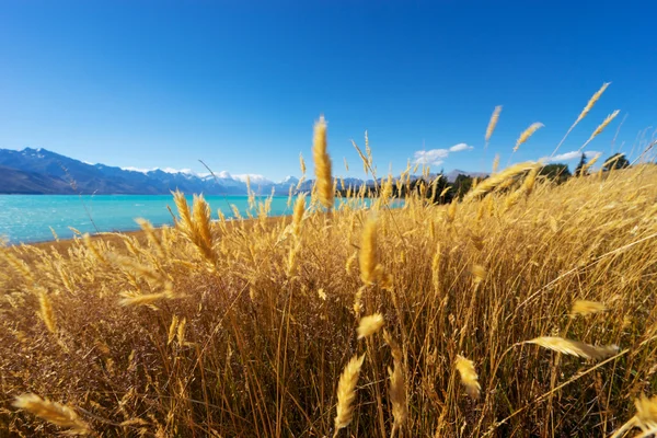 Rét-tónál, Új-Zéland — Stock Fotó