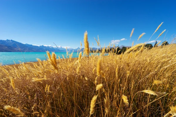 Ängen nära lake i Nya Zeeland — Stockfoto