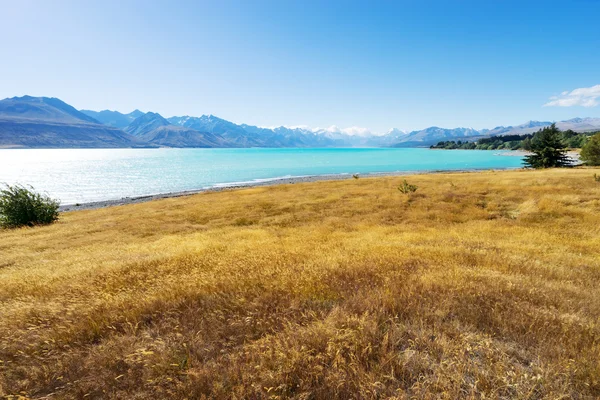 Louka u jezera na Novém Zélandu — Stock fotografie