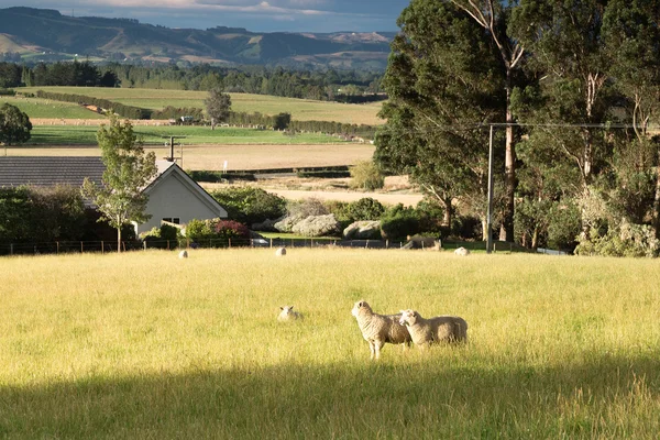 Weide mit Tieren in Neuseeland — Stockfoto