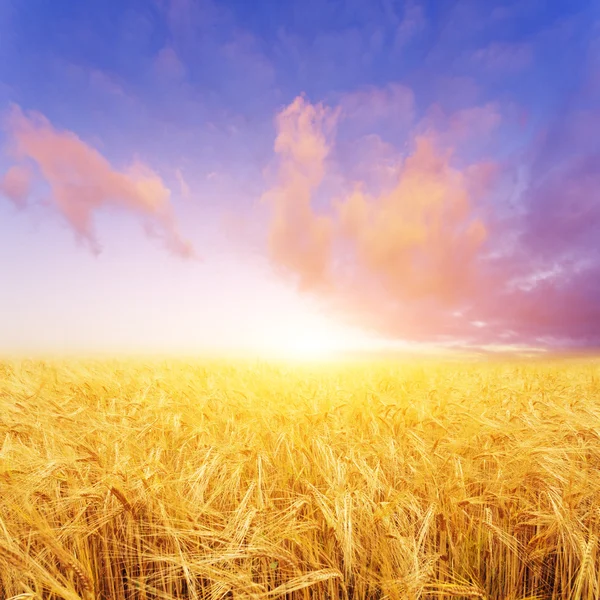 Campo de trigo en el día de verano en Nueva Zelanda — Foto de Stock