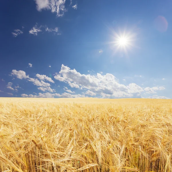 Tarweveld in Nieuw-Zeeland — Stockfoto