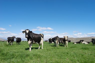 Yeni Zelanda'da hayvanlarla çayıra