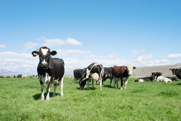 Pasto com animais na Nova Zelândia — Fotografia de Stock