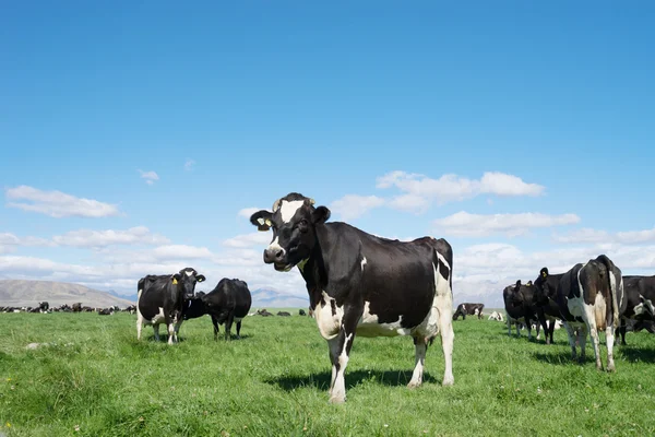 Yeni Zelanda'da hayvanlarla çayıra — Stok fotoğraf