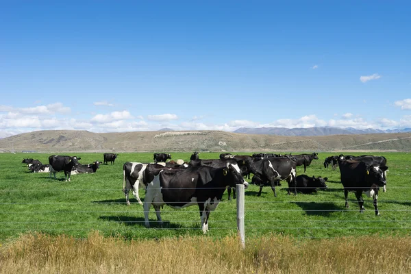 Pasto com animais na Nova Zelândia — Fotografia de Stock