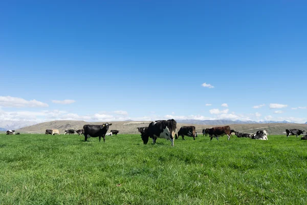 Pasture with animals in New Zealand — Stock Photo, Image