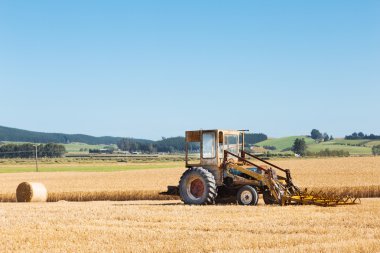 Yeni Zelanda alanında buğday hasat çalışır