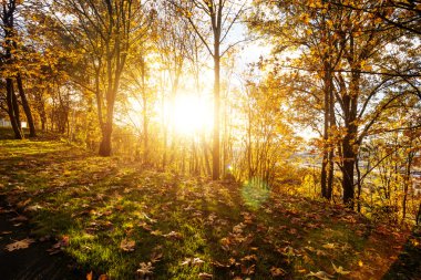 Seattle sabah ormanda peyzaj