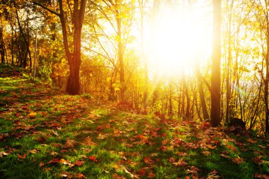 Seattle sabah ormanda peyzaj