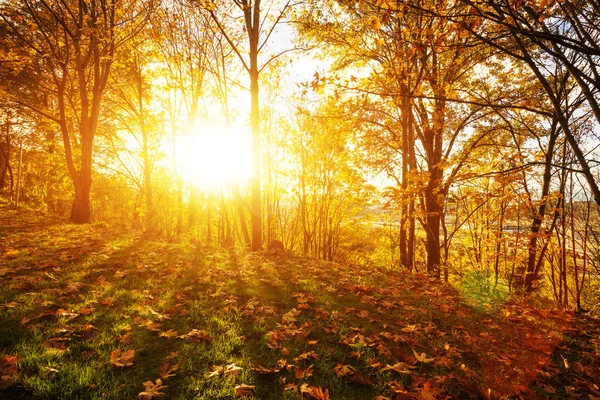 Paisagem Floresta Manhã Seattle — Fotografia de Stock