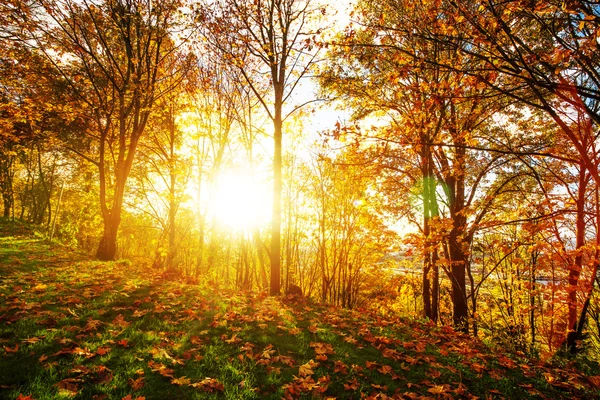 Paisagem Floresta Manhã Seattle — Fotografia de Stock