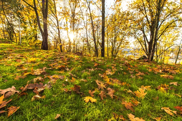 Grassland Forest Seattle Morning — Stock Photo, Image